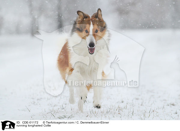 running longhaired Collie / CDE-01172
