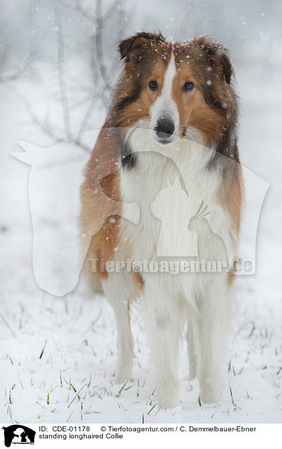 standing longhaired Collie / CDE-01178