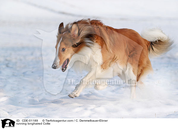 running longhaired Collie / CDE-01189