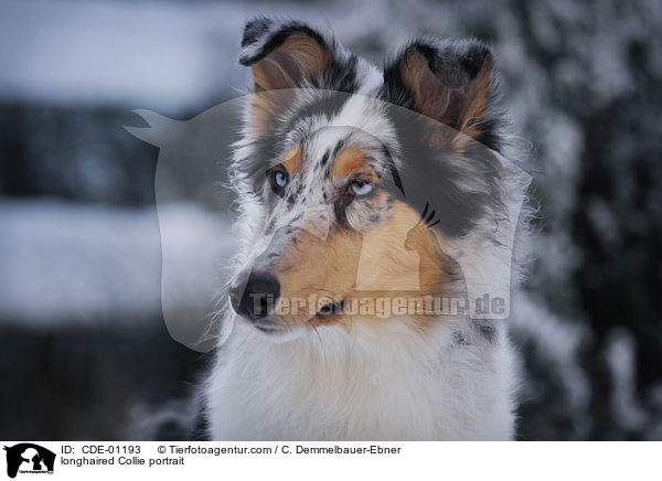 longhaired Collie portrait / CDE-01193