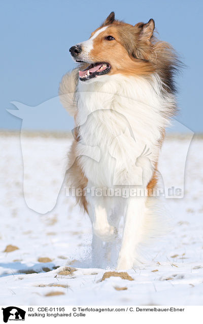 walking longhaired Collie / CDE-01195