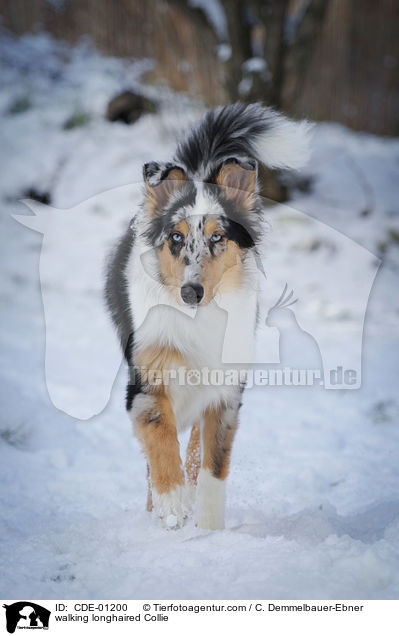 walking longhaired Collie / CDE-01200