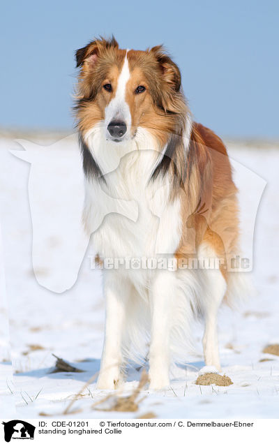 standing longhaired Collie / CDE-01201
