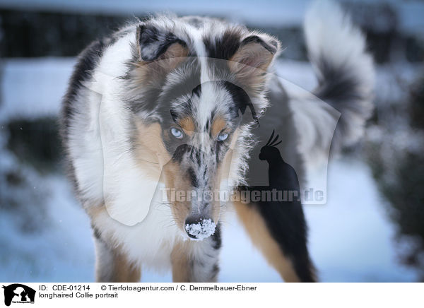 longhaired Collie portrait / CDE-01214