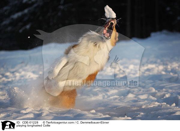 playing longhaired Collie / CDE-01228