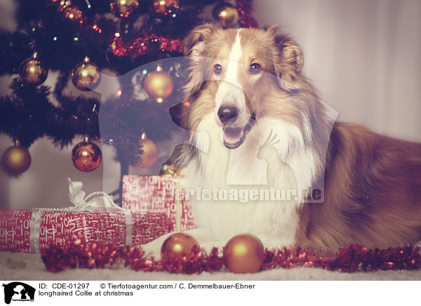 longhaired Collie at christmas / CDE-01297