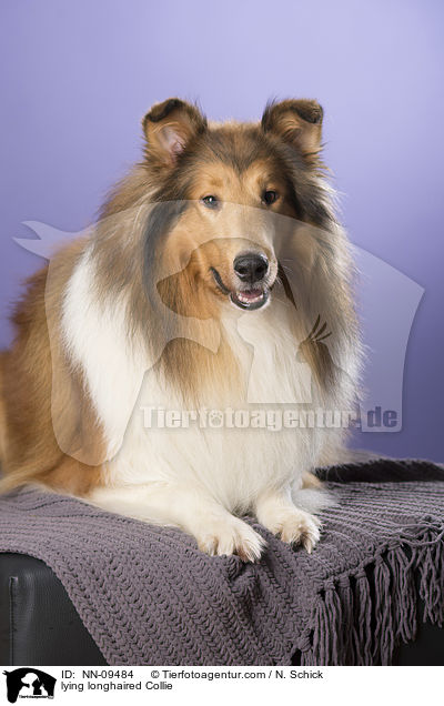 lying longhaired Collie / NN-09484