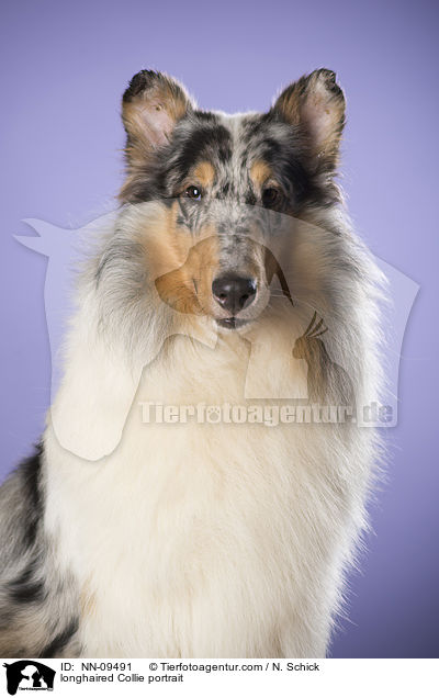 longhaired Collie portrait / NN-09491