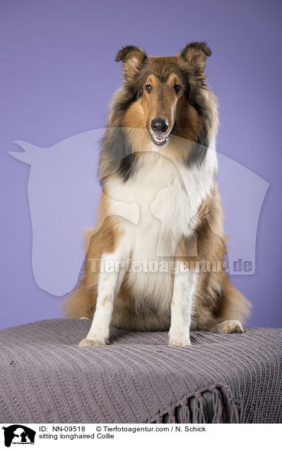 sitting longhaired Collie / NN-09518