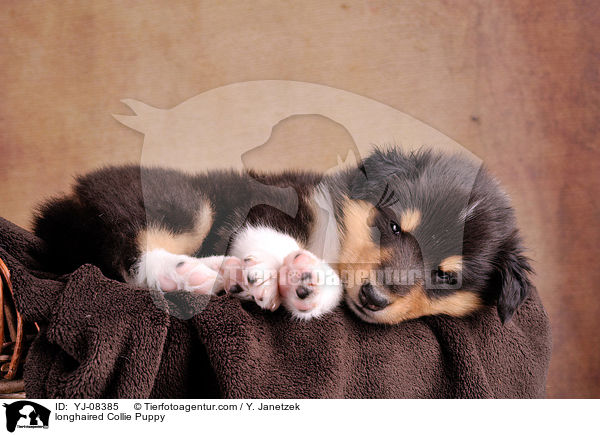 longhaired Collie Puppy / YJ-08385