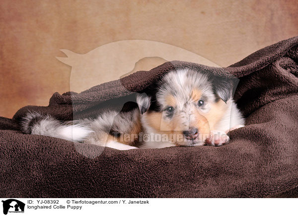 Langhaarcollie Welpe / longhaired Collie Puppy / YJ-08392