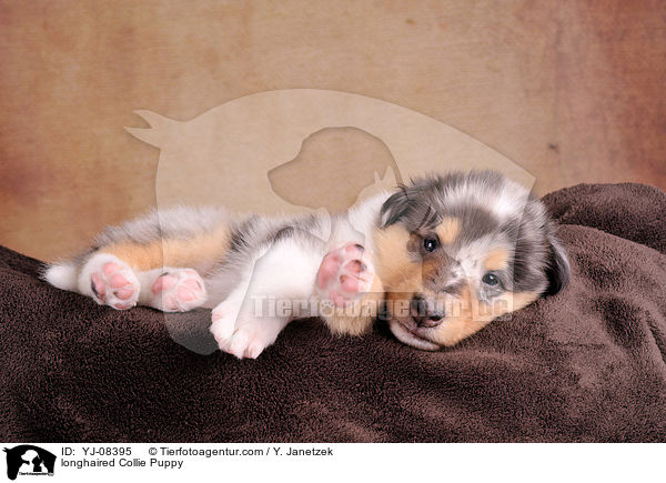 longhaired Collie Puppy / YJ-08395