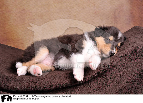 longhaired Collie Puppy / YJ-08397