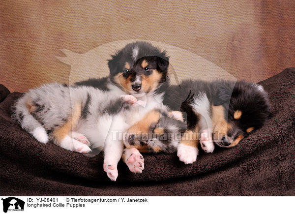 Langhaarcollie Welpen / longhaired Collie Puppies / YJ-08401