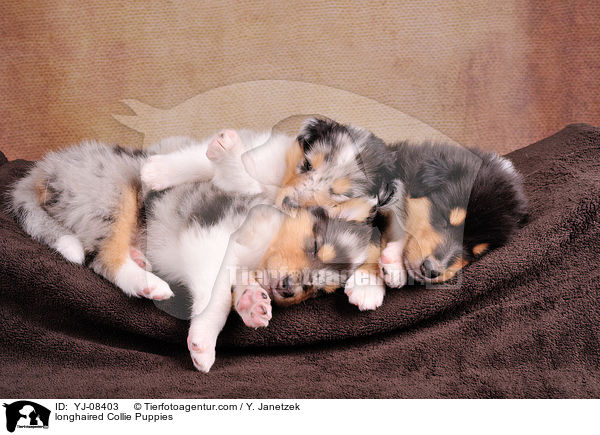 longhaired Collie Puppies / YJ-08403