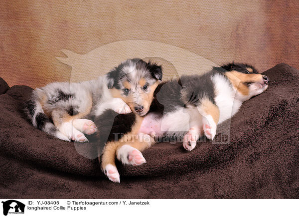longhaired Collie Puppies / YJ-08405