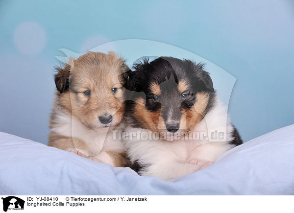 longhaired Collie Puppies / YJ-08410