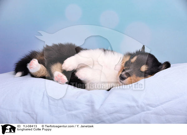 longhaired Collie Puppy / YJ-08413