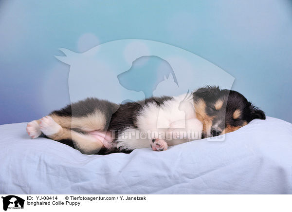 longhaired Collie Puppy / YJ-08414
