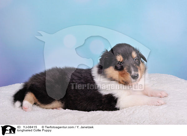 longhaired Collie Puppy / YJ-08415