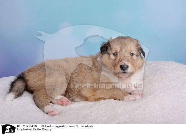 longhaired Collie Puppy / YJ-08416