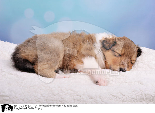longhaired Collie Puppy / YJ-08423