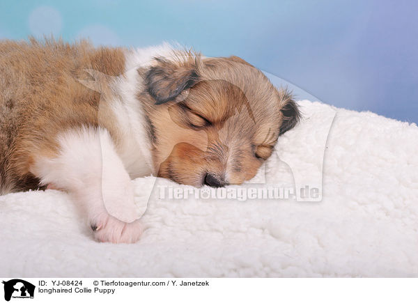 longhaired Collie Puppy / YJ-08424