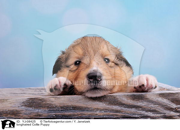 longhaired Collie Puppy / YJ-08425