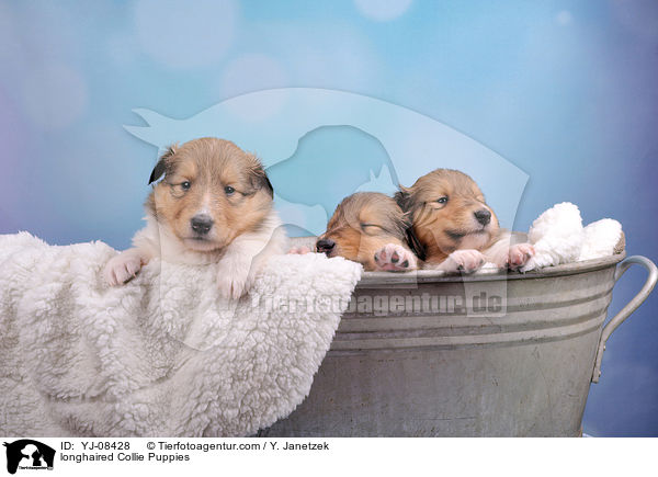longhaired Collie Puppies / YJ-08428