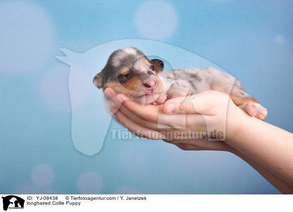 longhaired Collie Puppy / YJ-08438