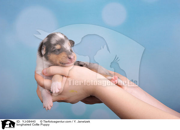 Langhaarcollie Welpe / longhaired Collie Puppy / YJ-08440