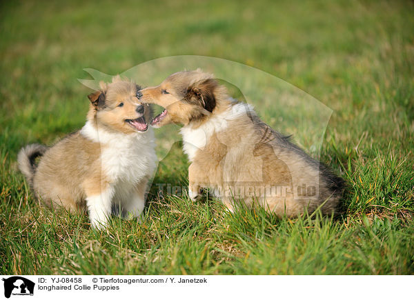 Langhaarcollie Welpen / longhaired Collie Puppies / YJ-08458