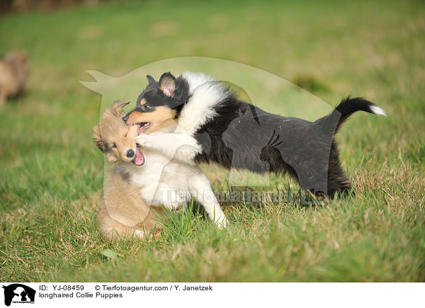 longhaired Collie Puppies / YJ-08459
