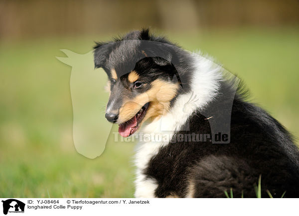 longhaired Collie Puppy / YJ-08464