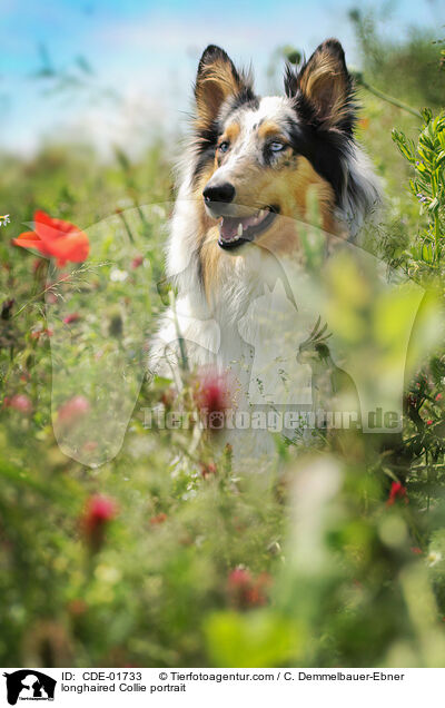 longhaired Collie portrait / CDE-01733