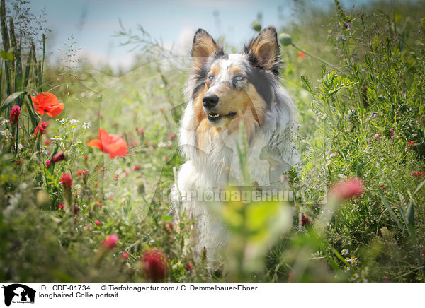 Langhaarcollie Portrait / longhaired Collie portrait / CDE-01734