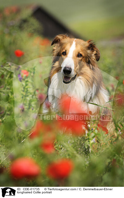 longhaired Collie portrait / CDE-01735