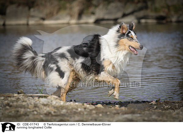 running longhaired Collie / CDE-01743