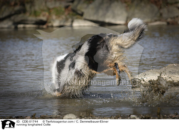 running longhaired Collie / CDE-01744