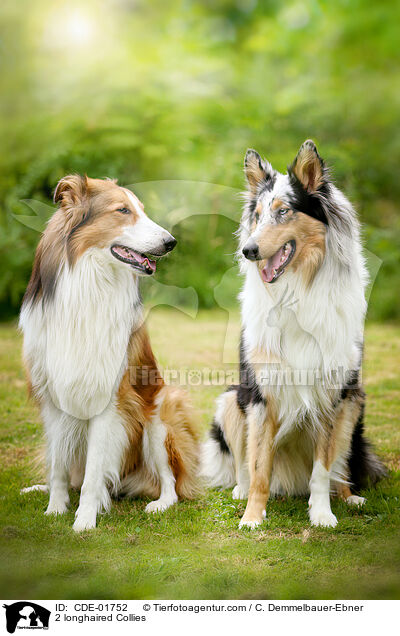 2 longhaired Collies / CDE-01752