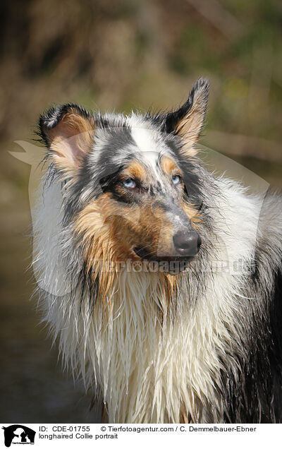 longhaired Collie portrait / CDE-01755