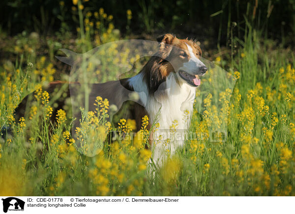 standing longhaired Collie / CDE-01778