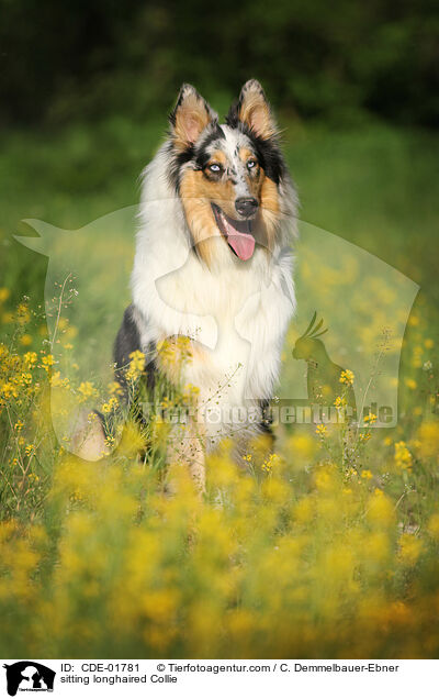 sitting longhaired Collie / CDE-01781