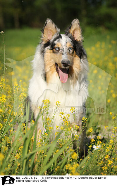 sitting longhaired Collie / CDE-01782