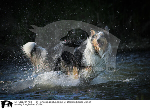 running longhaired Collie / CDE-01788