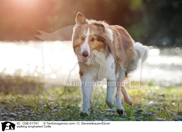 walking longhaired Collie / CDE-01791