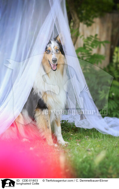 Langhaarcollie / longhaired Collie / CDE-01803