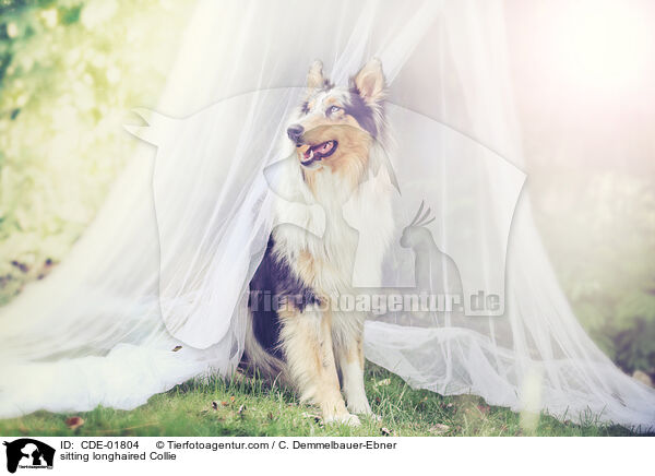 sitzender Langhaarcollie / sitting longhaired Collie / CDE-01804