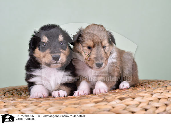 Collie Puppies / YJ-09305