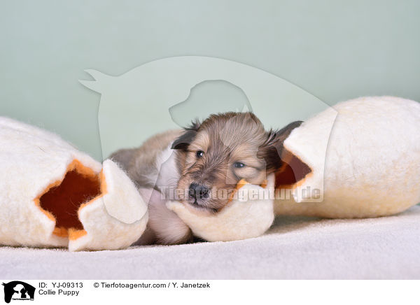 Collie Welpe / Collie Puppy / YJ-09313